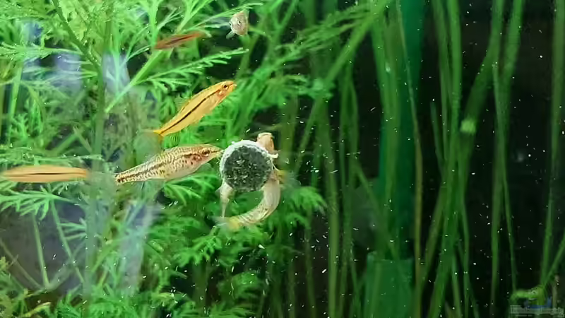 Rosy Zwergschmerlen, m und w von DaniJeep (9)