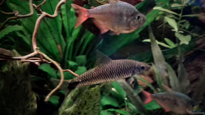 Rot Blaue Kolumbianer, Netzpinselalgenfresser von Ele Meer (24)