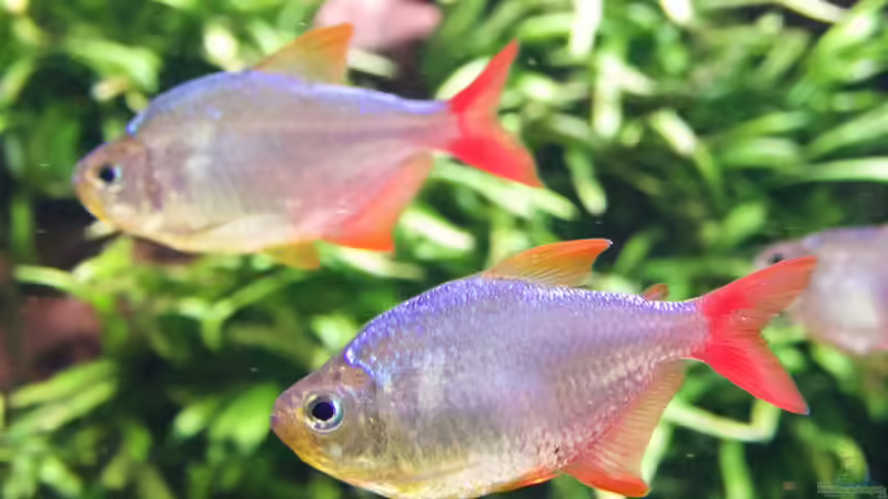 Rot Blaue Kolumbianer von Diskus-Direkt (15)