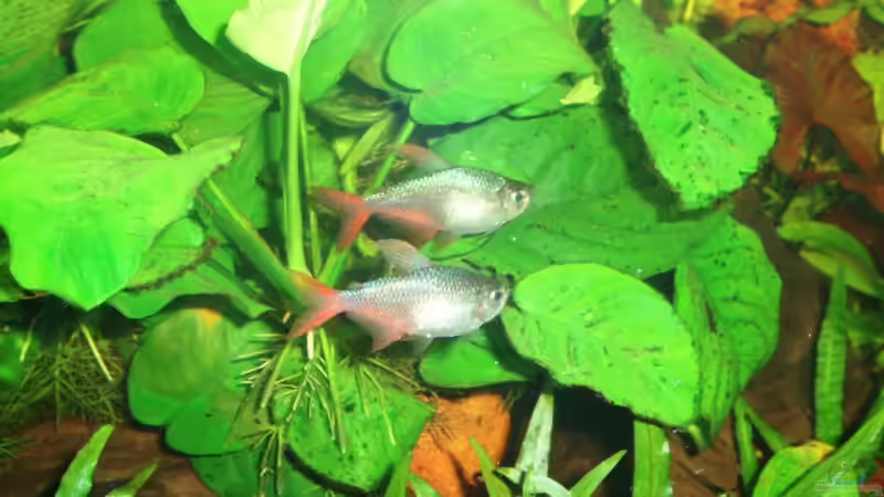 rot-blaue Kolumbianer von ~Marco~ (44)