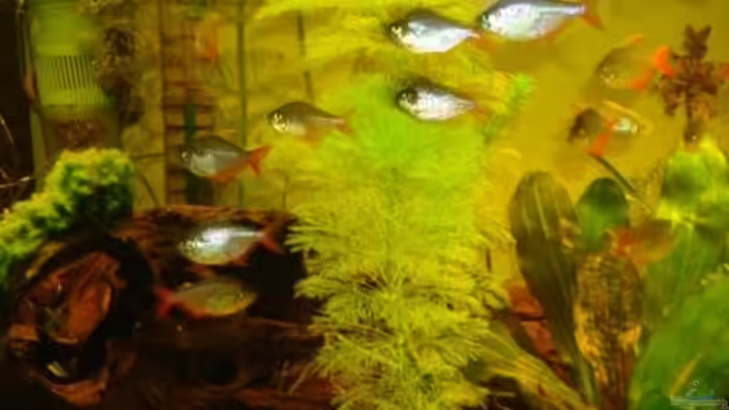 Rot-Blaue Kolumbianer von Roland Gailing (4)