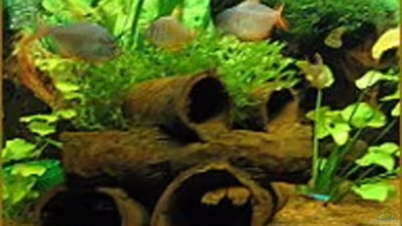 Rot-blaue Kolumbianer von Sabine Hoffmann (29)