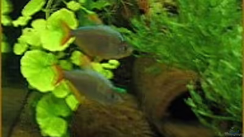 Rot-blaue Kolumbianer von Sabine Hoffmann (32)