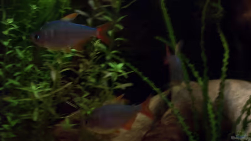 Rot-Blaue Kolumbianer von Slap-Fighter-FCN (14)