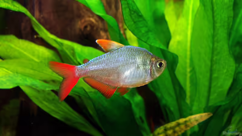 Rot-blaue Komumbianer von Lukas &gt;&lt;°&gt; (10)