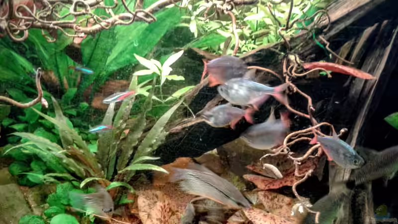 Rot Blauer Kolumbianer 01.02.2016 von Ele Meer (32)