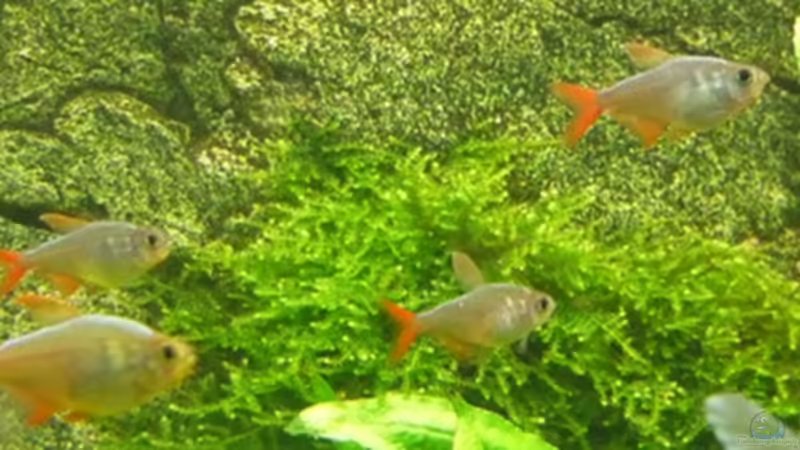 rot-blauer Kolumbianer von Christiane Feldmann (38)