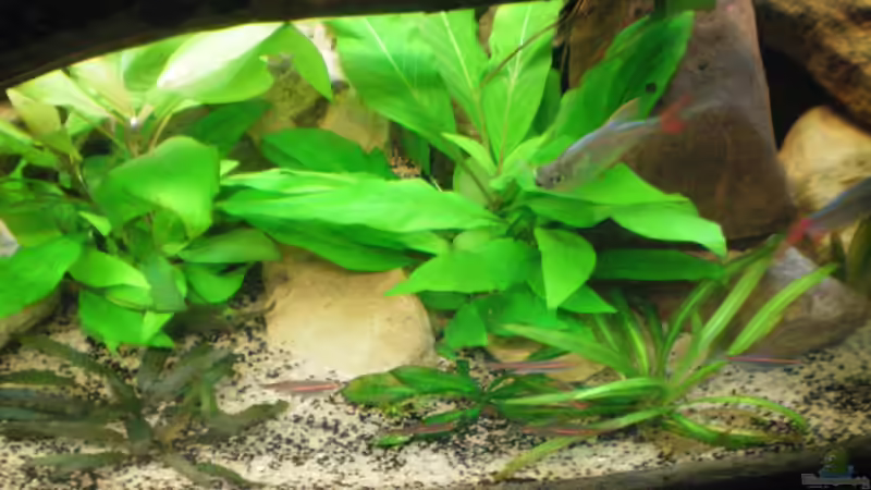 Rot-Blauer Kolumbianer von Falk Bellmann (45)