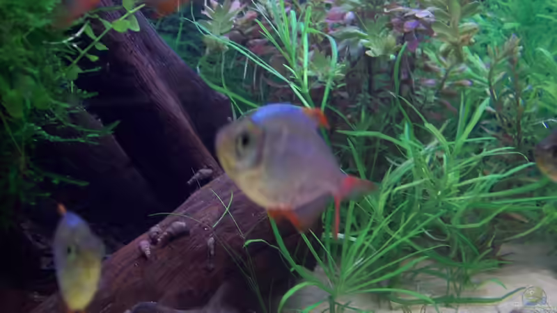 Rot Blauer Kolumbianer von Lotte und Hendo (47)