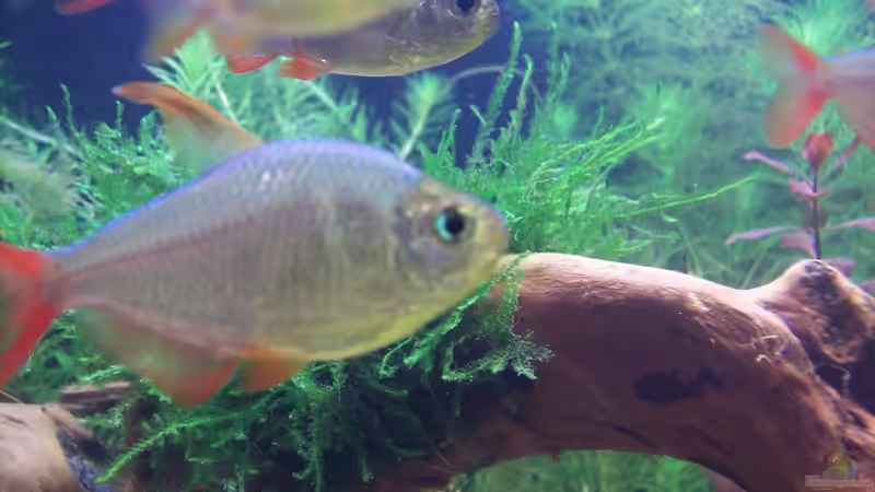 Rot Blauer Kolumbianer von Lotte und Hendo (51)