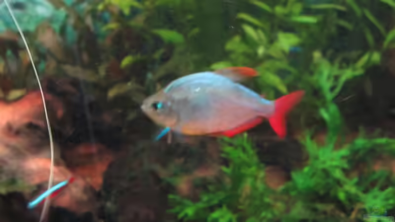 rot blauer Kolumbianer von Malawi-Dude (9)