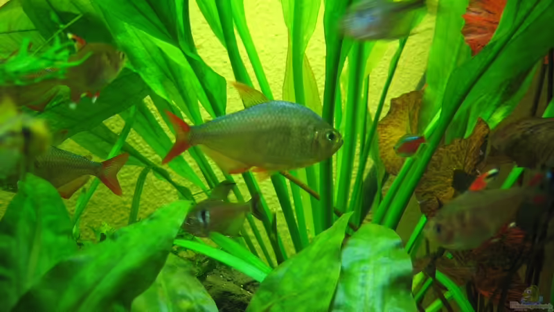 Rot Blauer kolumbianer von Sky1706 (7)