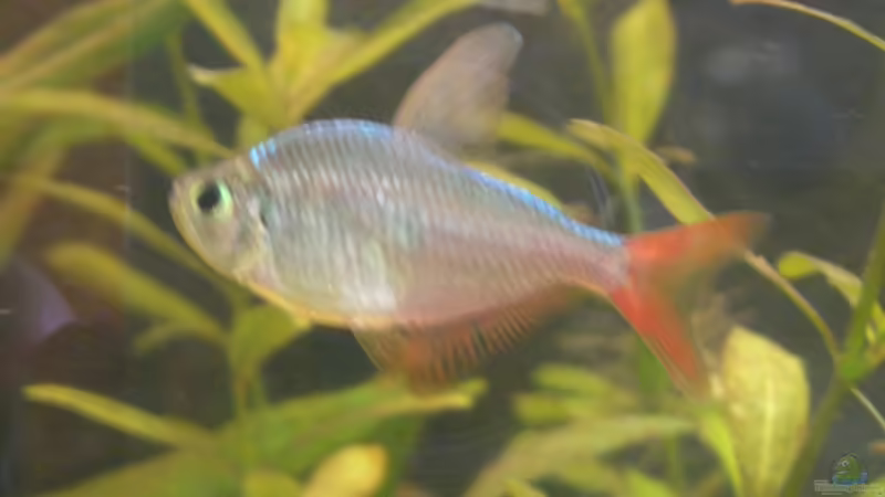 Einrichtungsbeispiele für die Haltung von Hyphessobrycon columbianus (Rot-Blauer Kolumbianer) im Aquarium