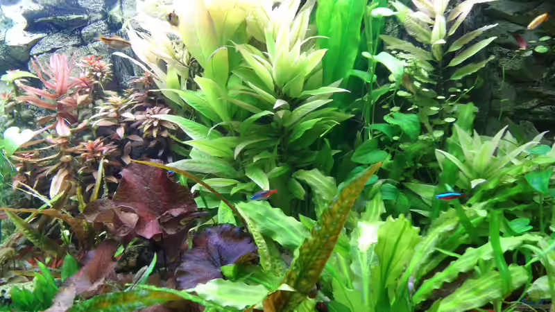 Rot ist auch kräftig von Pico (4)