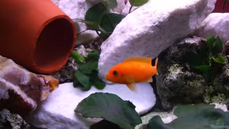 Rot Rot von Malawiwelt (19)