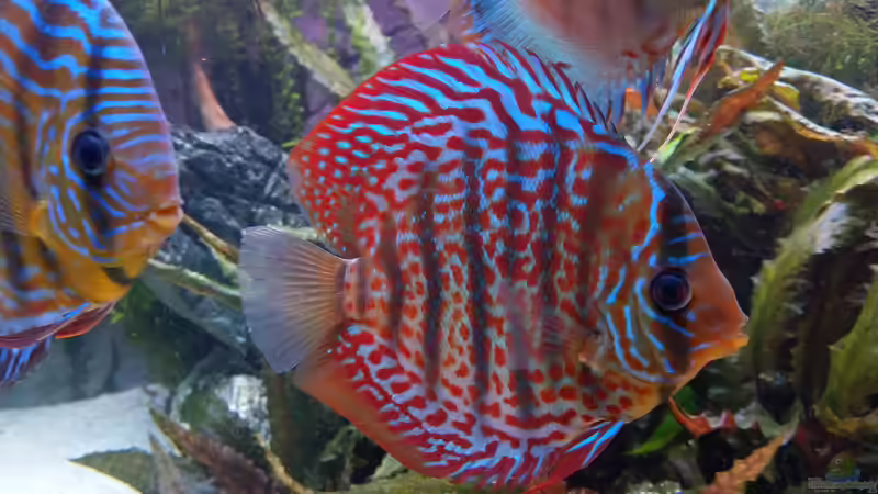 Rot Türkis (15 cm) von Vancouver2010 (140)