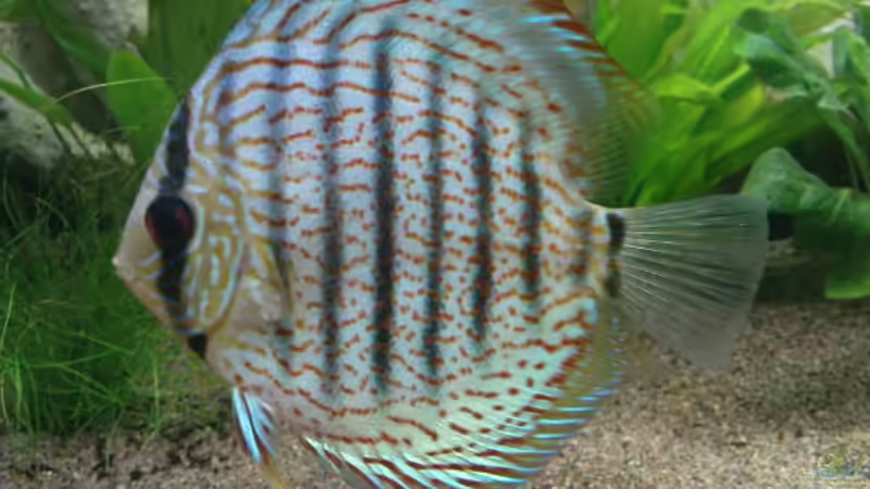 Rot/türkis Jungtier von Blue2 (24)