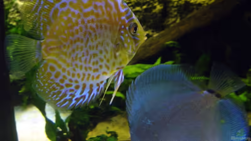 Rot Türkis li. und Cobalt Blue re. von The_Lizardking (33)