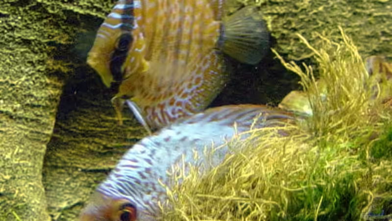 Rot Türkis ob. und Red Spotted un. von The_Lizardking (32)