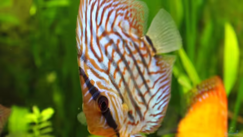 Rot-Türkis (unbekannt) von JessiKa265 (20)