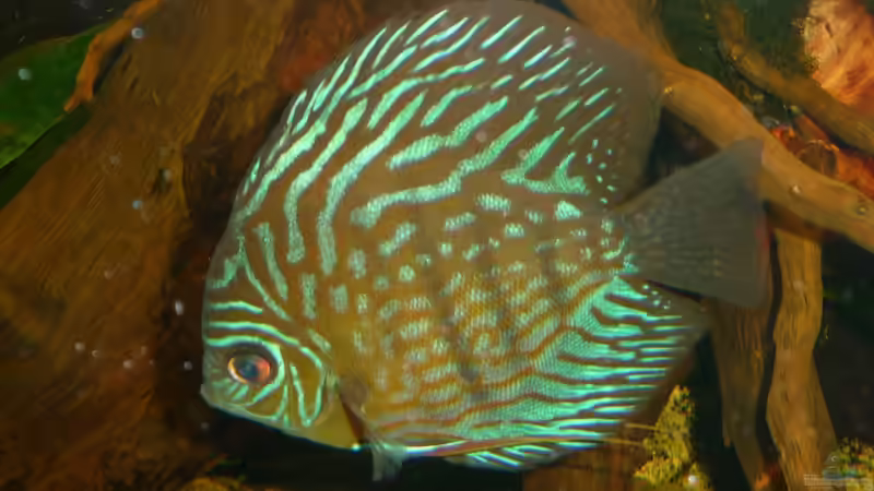 Rot-Türkis von carkl (32)