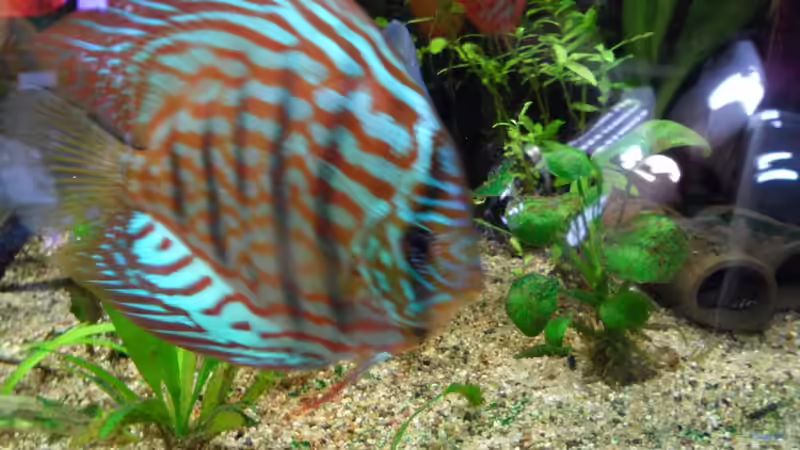 Rot Türkis von Discus (33)