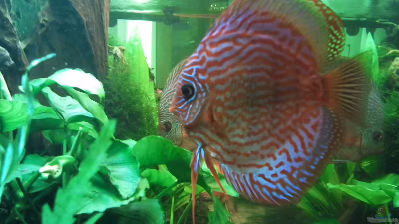 Rot Türkis von Don Jupp (37)