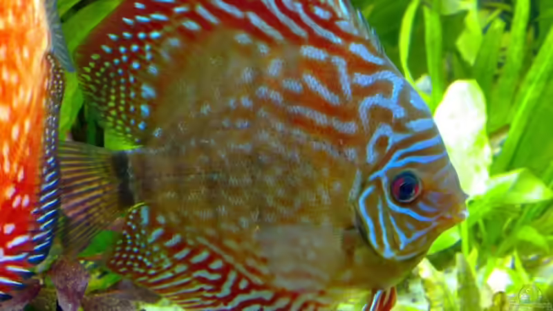 Rot Türkis von Matze 87 (26)