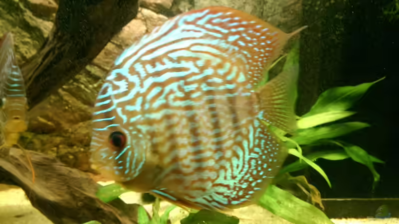 Rot-Türkis von Ottche (51)