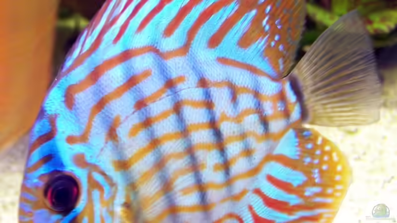 Rot-Türkis von Stefan Arenth (23)