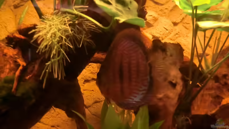 Rot Türkis von Steven Tumma (66)