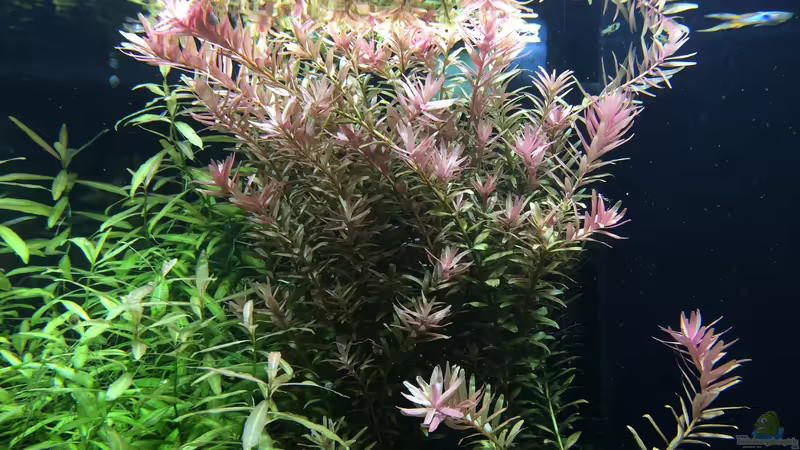 Rotala  von Sascha H. (7)
