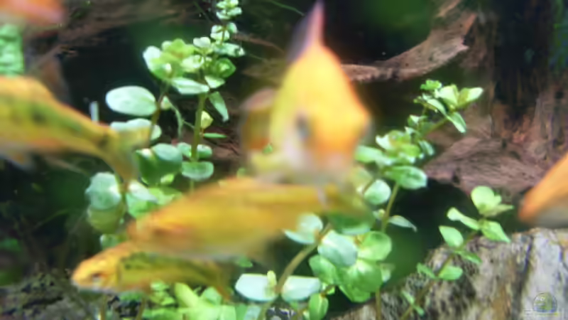 rotala bonsai von Stefano83 (24)