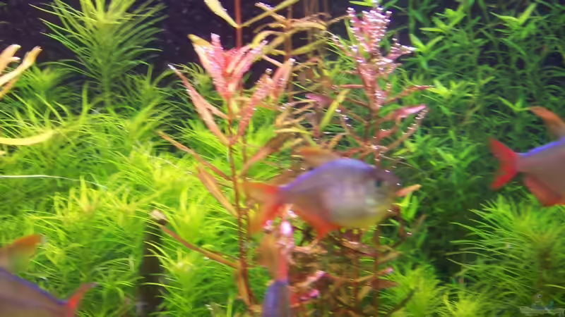 Rotala Colorado von Lotte und Hendo (25)