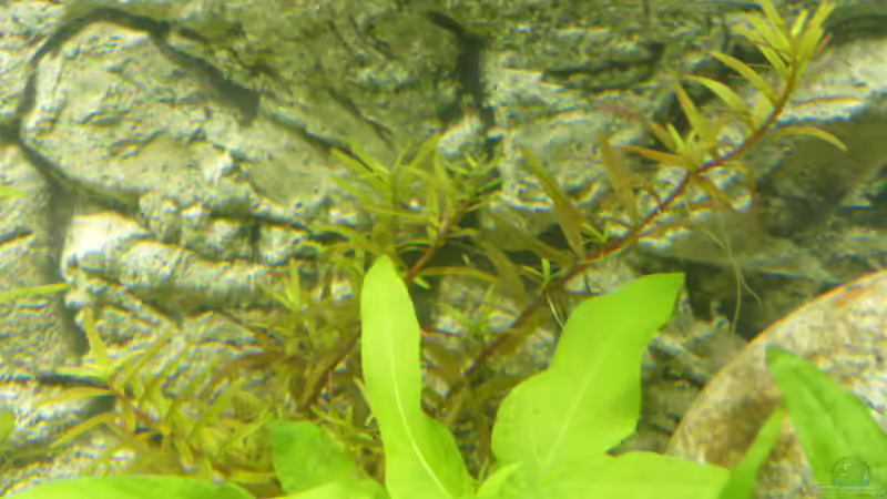 rotala colorata sp. von Stefano83 (20)