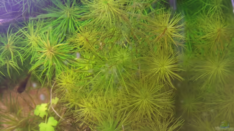 Rotala ´Enie´ von Lotte und Hendo (22)