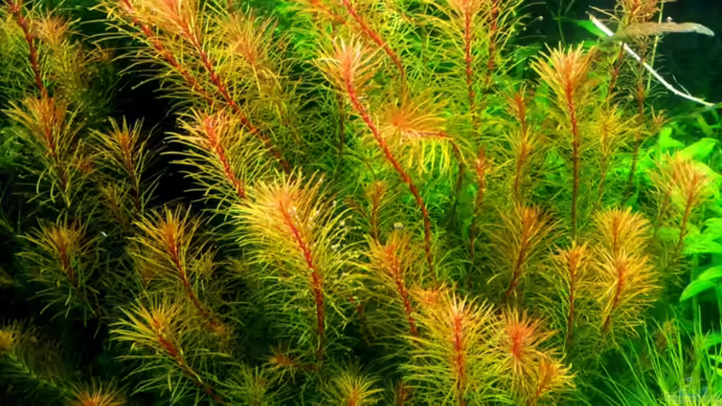 Rotala hippuris von @mazonas (13)