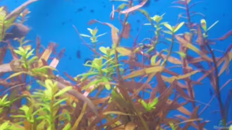 Rotala indica - rotundifolia von MiCa (11)