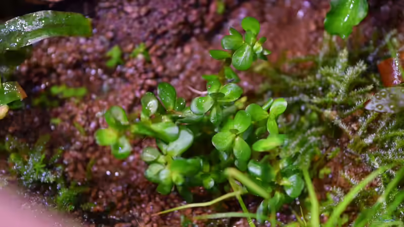 Rotala indica Bonsai emers von Junglist (63)