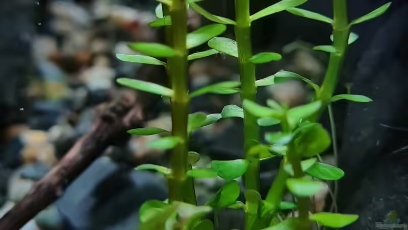 Rotala indica bonsai von David Schneider Aquaristik (14)