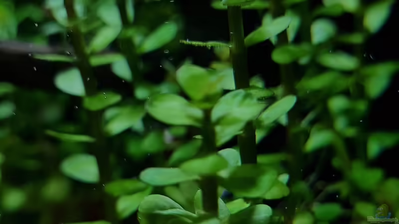 Rotala indica im Aquarium (Einrichtungsbeispiele mit Indische Rotala)