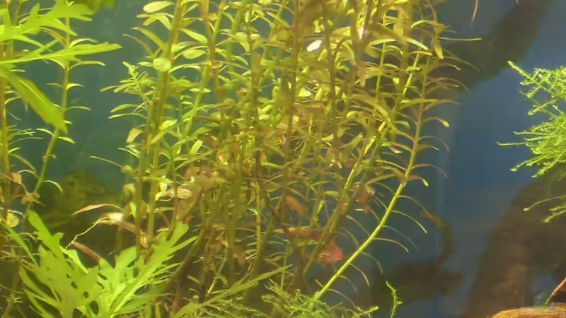Rotala indica im Aquarium (Einrichtungsbeispiele mit Indische Rotala)