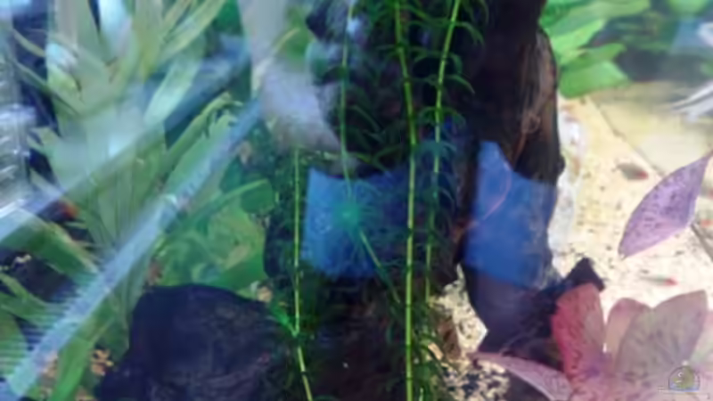 Rotala indica von Andy Klein 86 (7)