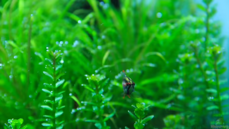 Rotala indica von disco-d (12)