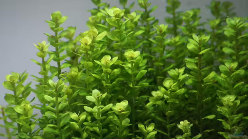 Rotala indica von Micha... (11)