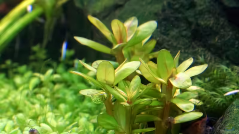Rotala indica von Micha... (11)