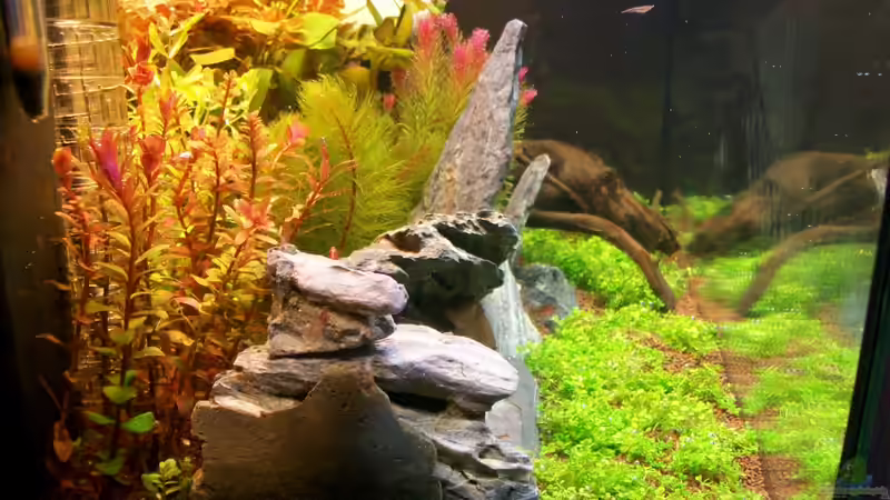 Rotala indica im Aquarium (Einrichtungsbeispiele mit Indische Rotala)