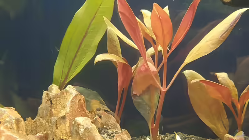 Rotala macandra von Wall-E (15)