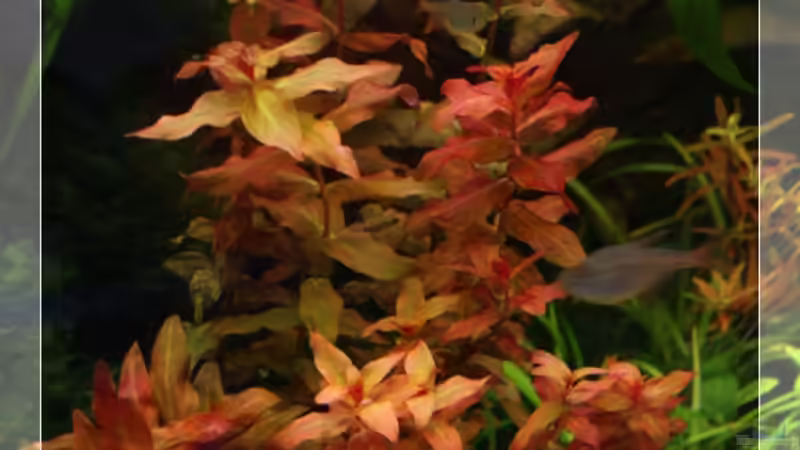 Rotala macrandra von Ralf64 (34)