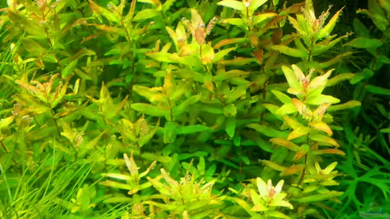 Rotala macranda im Aquarium (Einrichtungsbeispiele mit Rote Rotala)